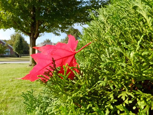 A maple leaf 10-15-2016.jpg