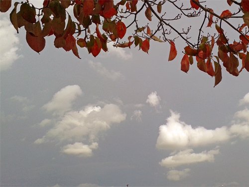 Autumn leaves- dogwood 10-19-2016.jpg