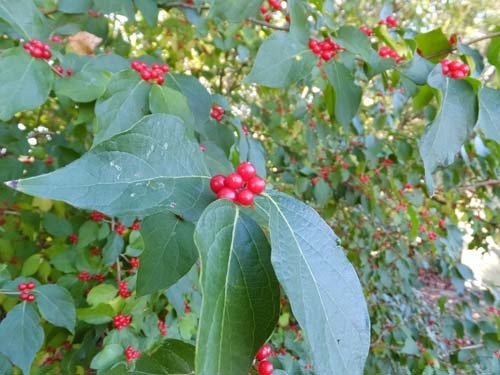 Unknown plant under the sky 10-23-2016.jpg