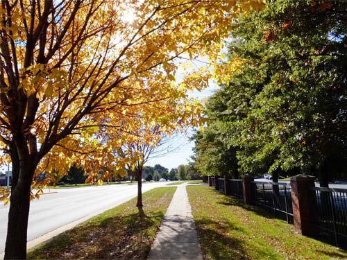 Roadside trees 10-23-2016.jpg