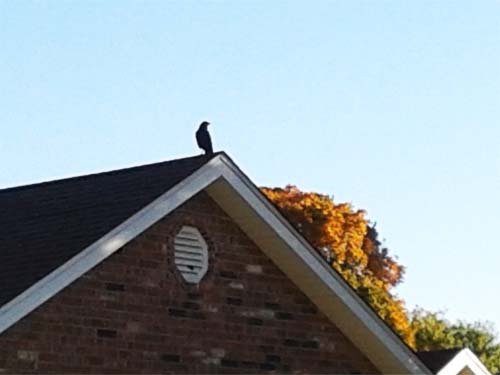 A crow on neighbor%5Cs roof 10-21-2016.jpg