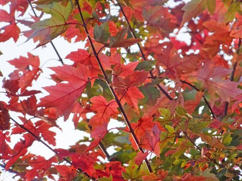 Autumn foliage 10-28-2016.jpg