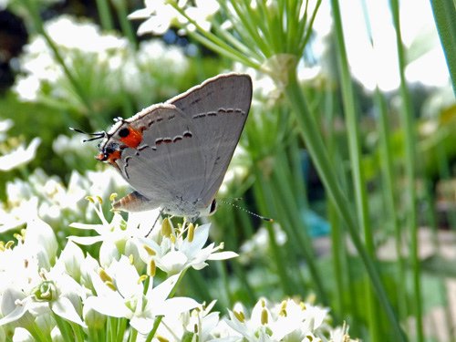 An eastern-tailed blue butterfly on the chive flowers 08-29-2016.jpg