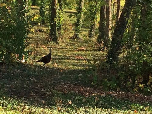 A wild turkey walking in the woods 11-12-2016.jpg