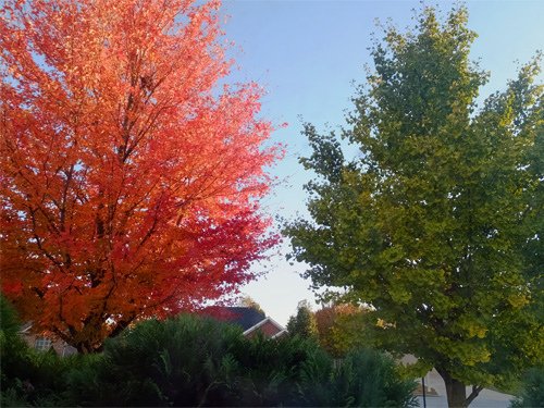 Maple + Ginko%5Cs foliage 11-13-2016.jpg