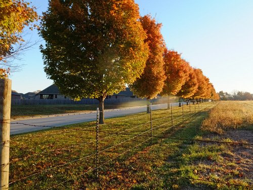 Barbed wire fence of a farm 11-16-2016.jpg