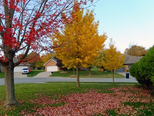 Autumn foliage 11-18-2016.jpg