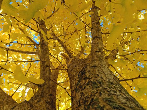 Ginkgo tree 11-19-2016.JPG