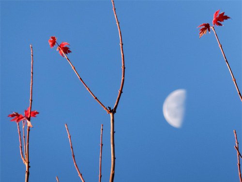 Last leaves of Autumn 11-201-2016.jpg