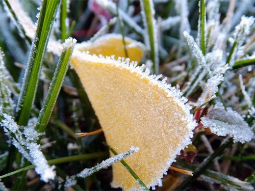 Frosty ground 11-20-2016.jpg