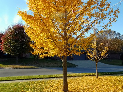 Fall foliage of Ginkgo tree 11-20-2016.jpg