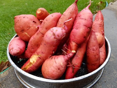 Harvest time - sweet potato 11-27-2016.jpg