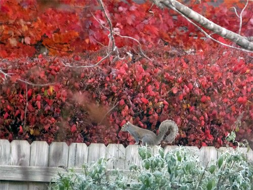 A squirrel on the fence 12-01-2016.jpg