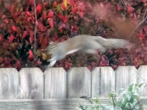 A running squirrel 12-01-2016.jpg