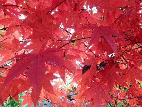 Colorful Japanese maple 12-04-2016.jpg