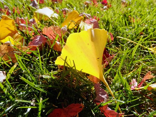 Fallen leaves 11-19-2016.jpg