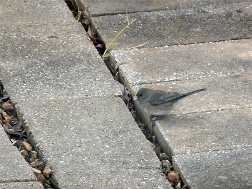 A sparrow 12-01-2016.jpg