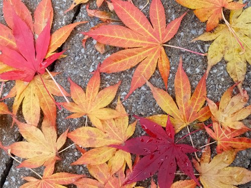 Japanese maple leaves 12-04-2016.jpg