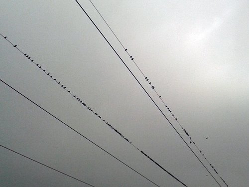 Wild birds rest on the power lines 12-24-2016.jpg