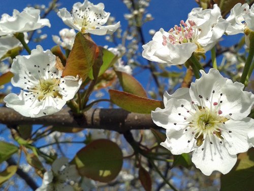 Asian pear%5Cs flowers 03-25-2016.jpg