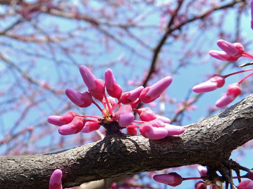 Red buds 03-26-2016.jpg