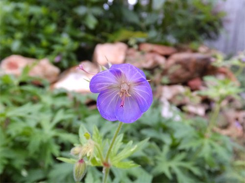 Mosquito plant 06-27-2016.jpg