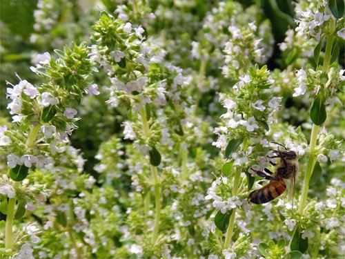 Thyme flowers with a bee 06-30-2016.jpg