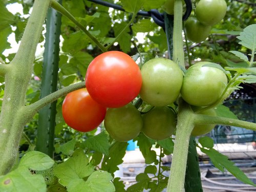 Cherry tomatoes 07-07-2016.jpg