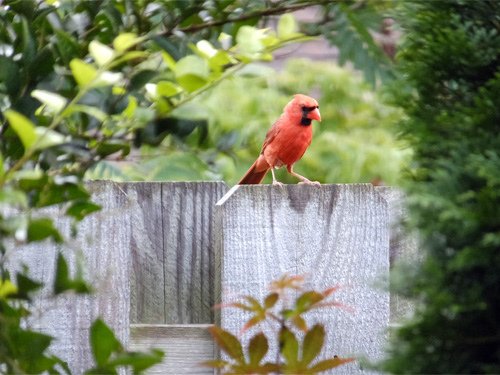 A cardinal rest on the fence 07-08-2016 (2).jpg