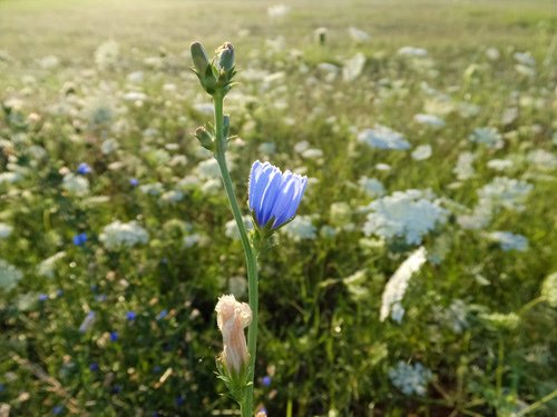 Light blue wildflowers 07-16-2016.jpg