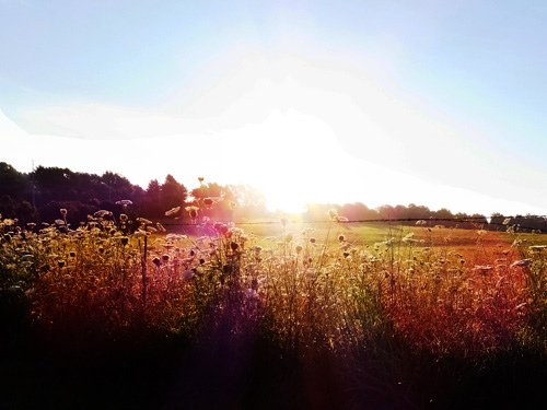 Morning sun on neighbor%5Cs farm 07-16-2016.jpg