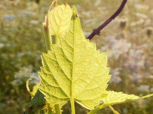 Vine with leaves 07-16-2016.jpg