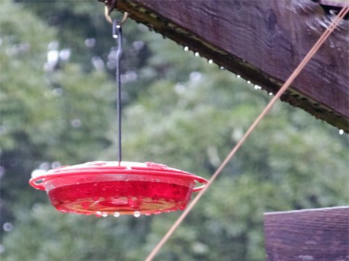 Neighbor%5Cs hummingbird feeder 07-26-2016.jpg