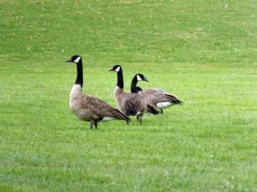 4 wild ducks 08-07-2016.jpg