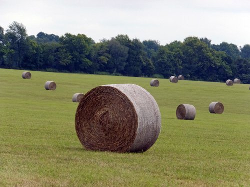 Hay rolls 08-07-2016.jpg