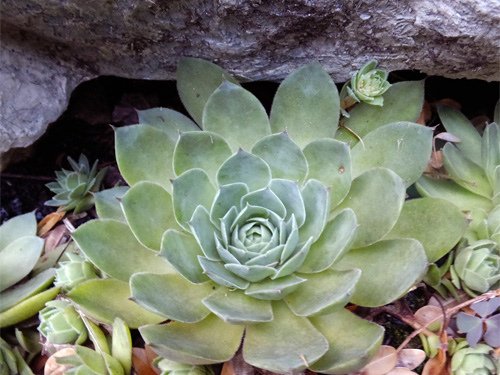 Gary%5Cs Mother-of-pearl-plant 08-08-2016 08-08-2016.jpg
