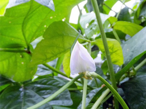 Taiwan black bean%5Cs flower 08-13-2016.jpg
