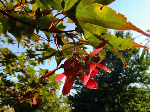 Japanese maple seeds 08-25-2016.jpg