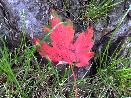 First red leaf before fall 09-01-2016.jpg