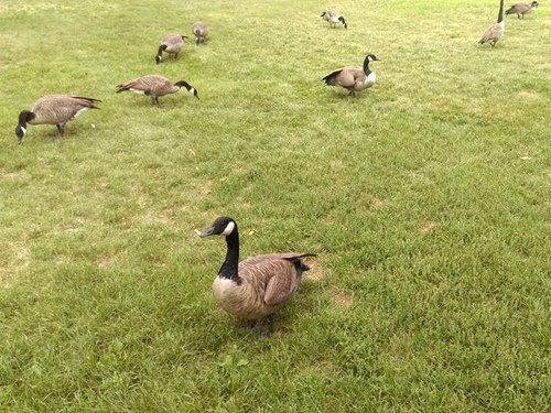 Canada geese 09-02-2016 by Aaron.jpg