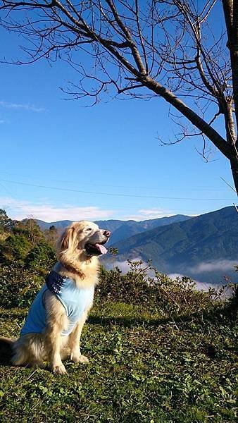 溫家茶園 1.jpg
