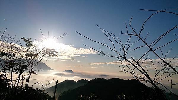 溫家茶園 4.jpg