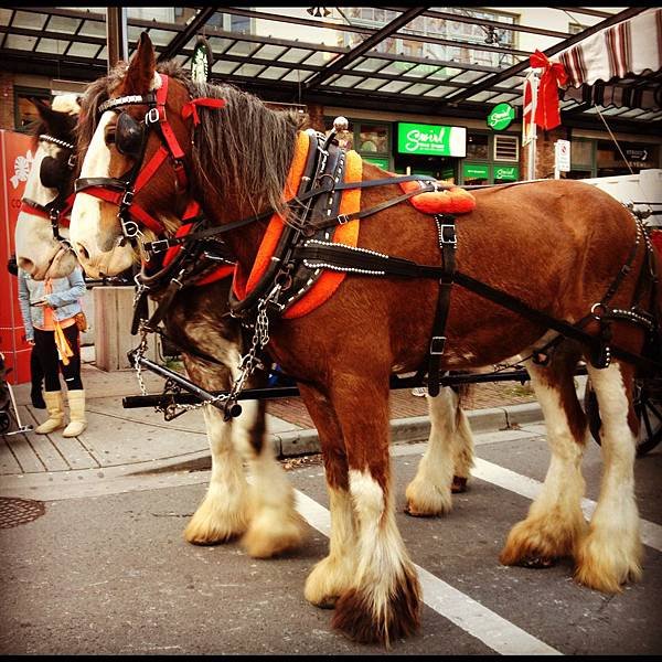 聖誕遊行馬車.JPG