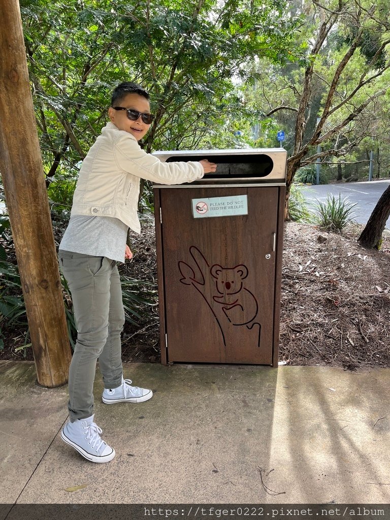 2024東澳洲行Day2(上)：龍柏動物園無尾熊抱抱