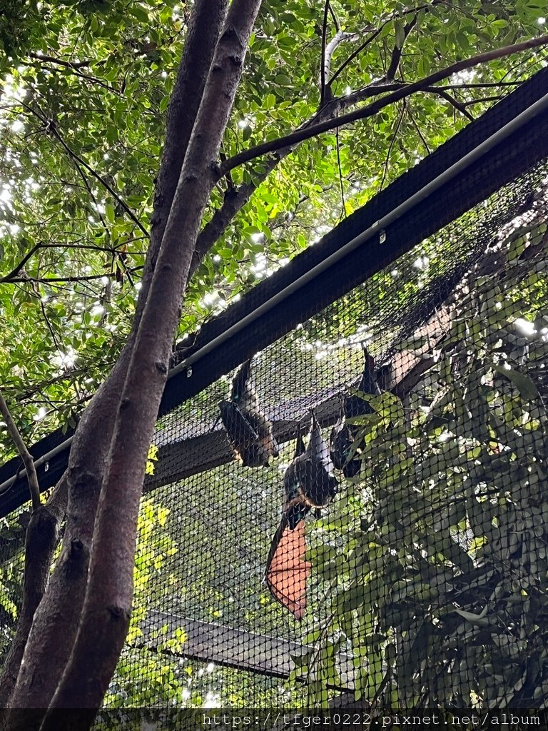 2024東澳洲行Day2(上)：龍柏動物園無尾熊抱抱