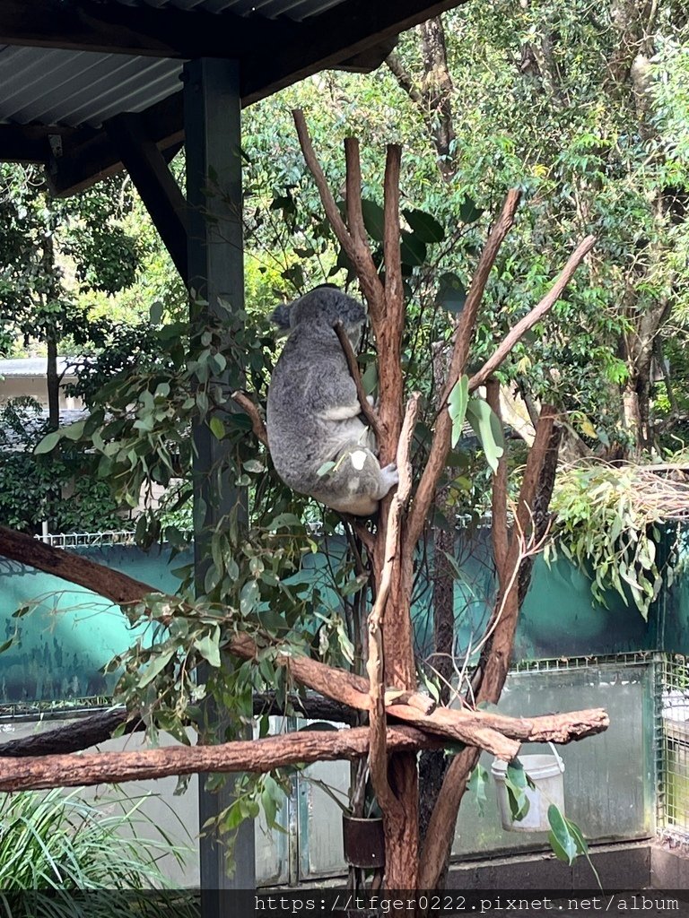 2024東澳洲行Day2(上)：龍柏動物園無尾熊抱抱