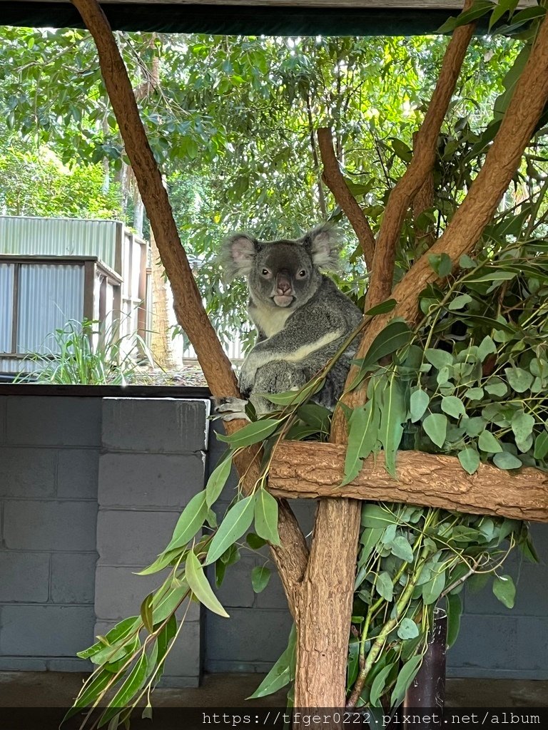 2024東澳洲行Day2(上)：龍柏動物園無尾熊抱抱