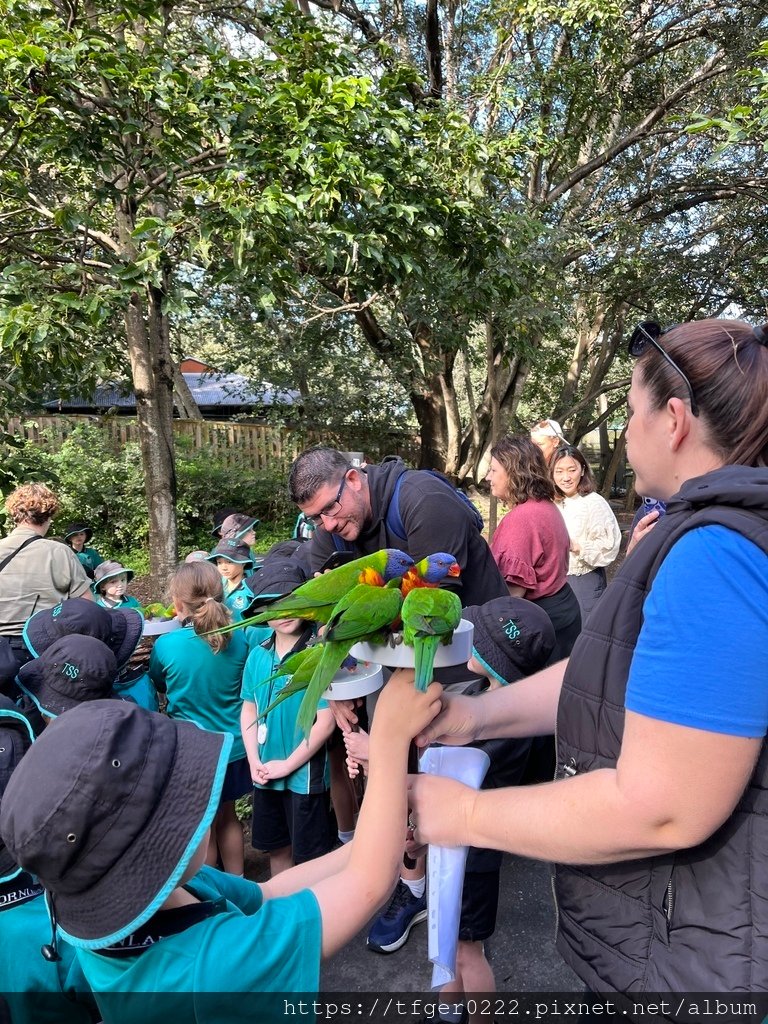 2024東澳洲行Day2(上)：龍柏動物園無尾熊抱抱