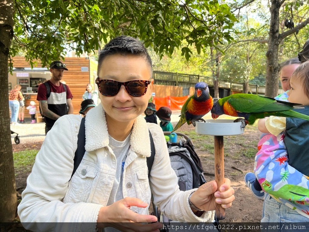 2024東澳洲行Day2(上)：龍柏動物園無尾熊抱抱