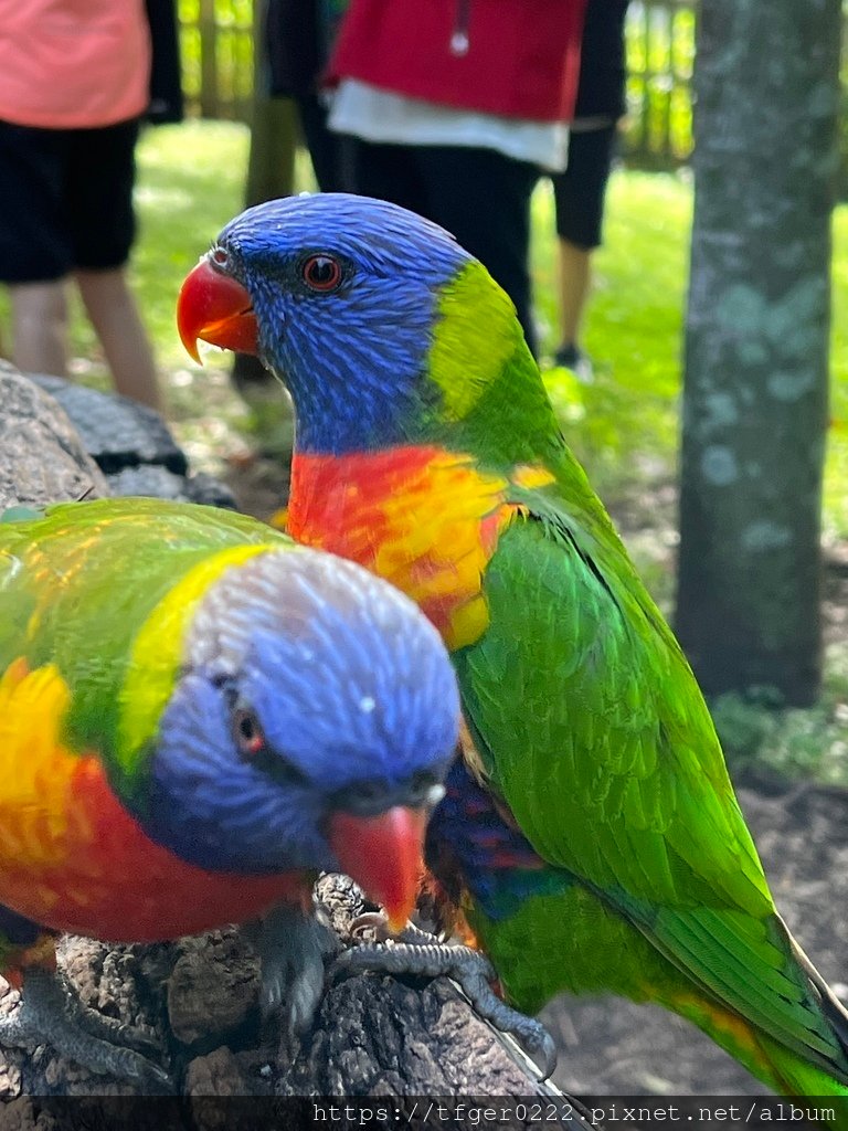 2024東澳洲行Day2(上)：龍柏動物園無尾熊抱抱